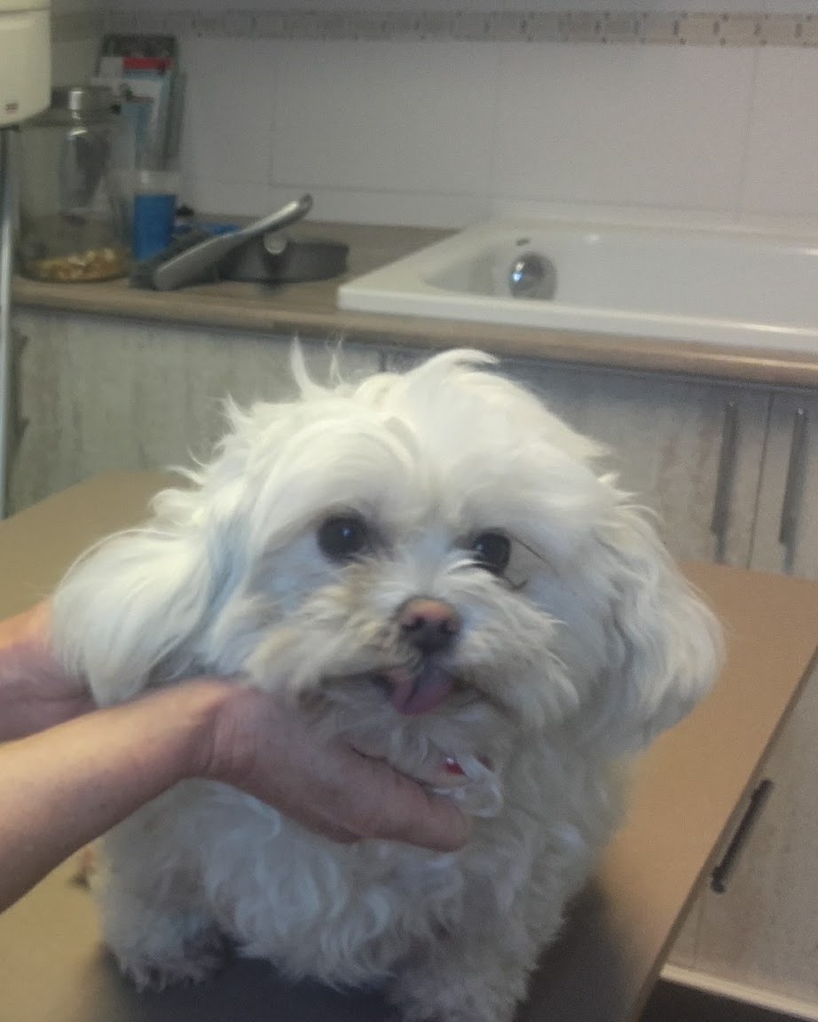 Lianne houdt een witte hond met beide handen vast op de trimtafel