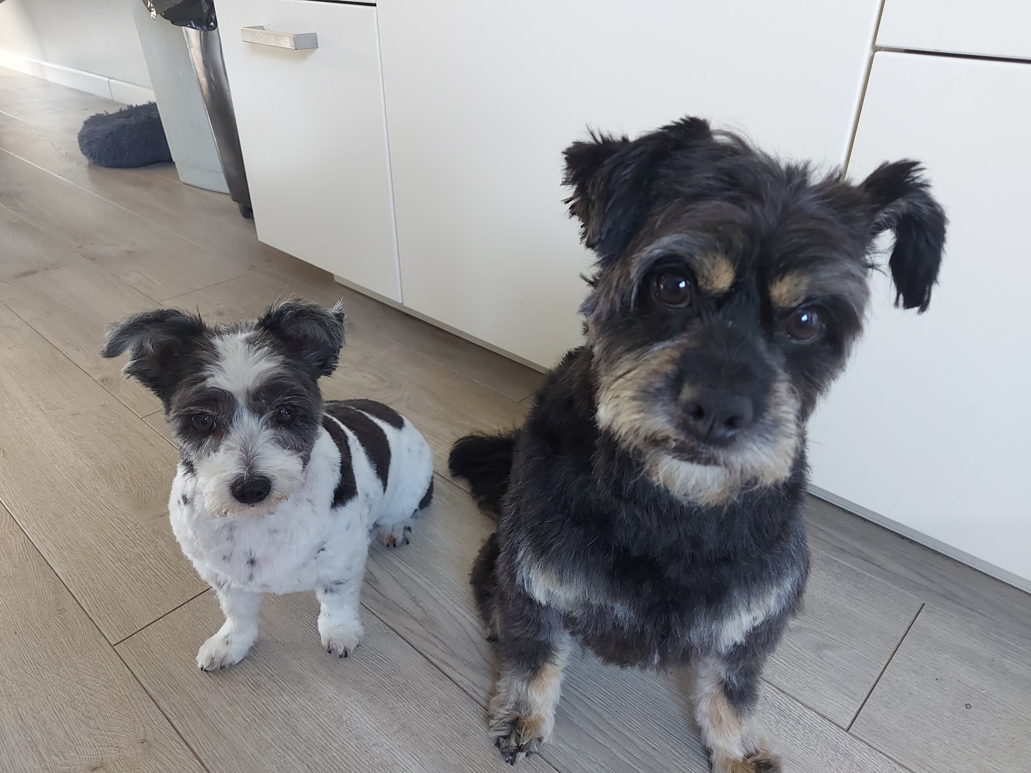 Twee kleine honden, een zwart met witte en een zwart met bruine, zitten naast elkaar op de vloer