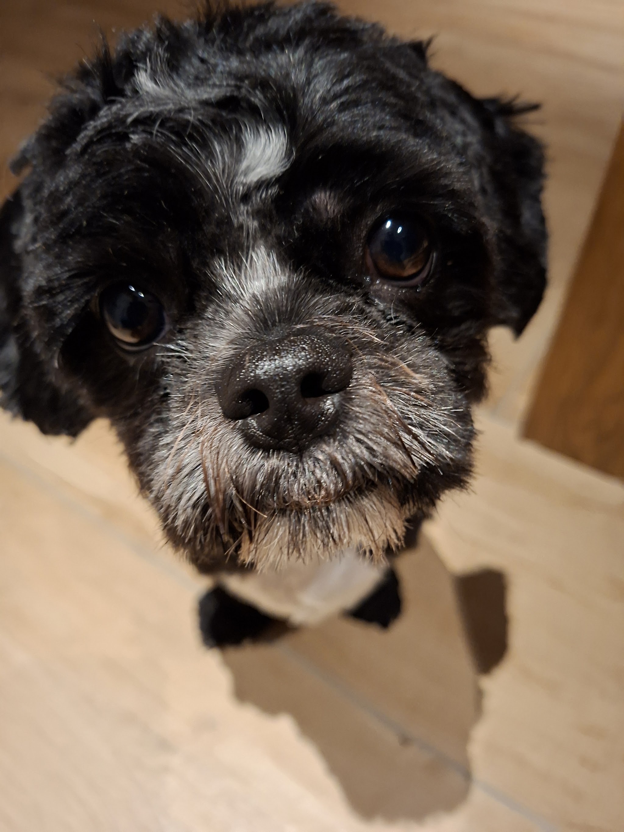 Close-up van een grijs met zwarte hond die in de camera kijkt