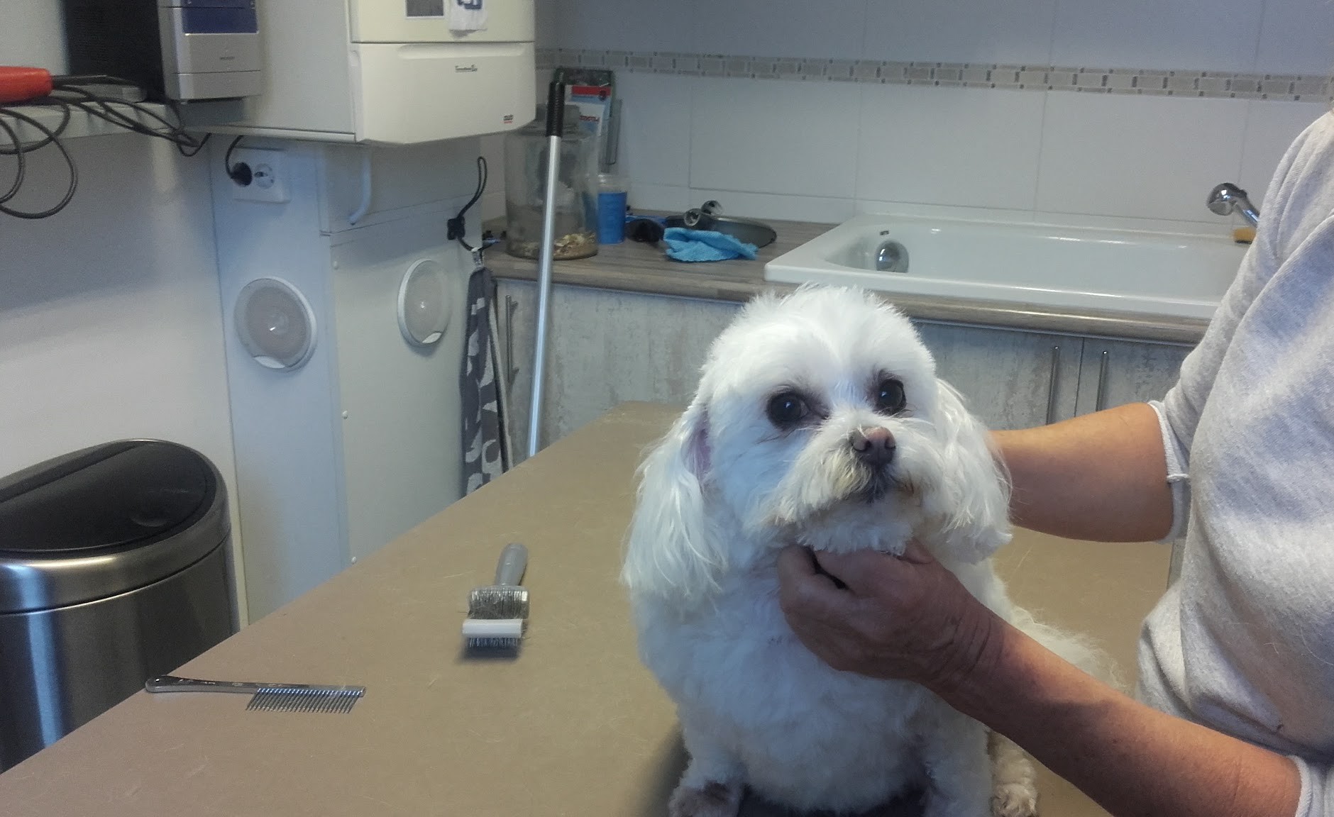 Een witte, net getrimde hond op de trimtafel in de salon, met de wastafel en de föhn op de achtergrond