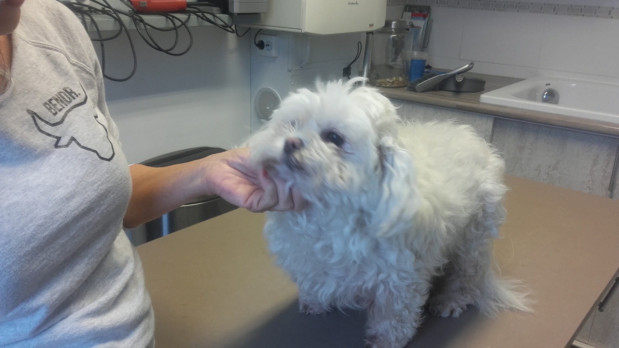 Lianne houdt de kop van een witte hond op de trimtafel vast
